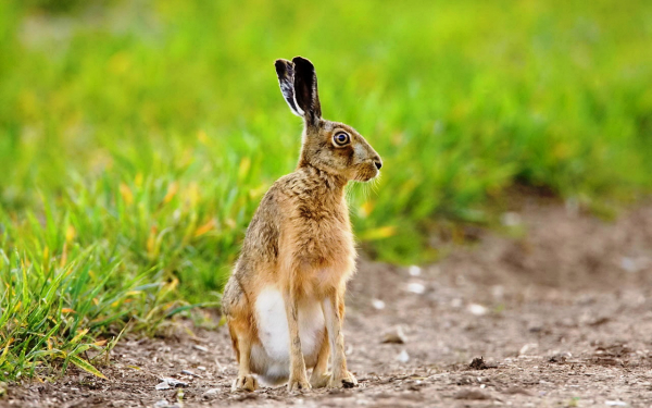 Заяц ушки на макушке