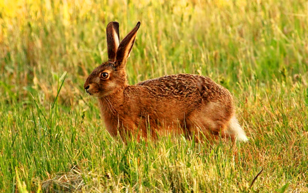 Заяц в поле