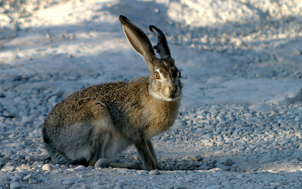Серый заяц