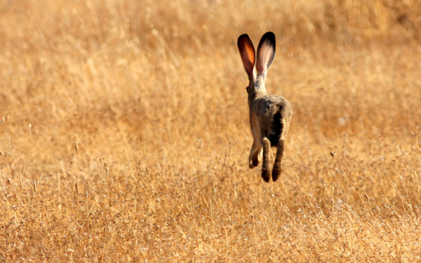 Заяц в поле