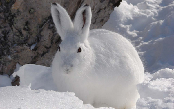 Заяц под деревом