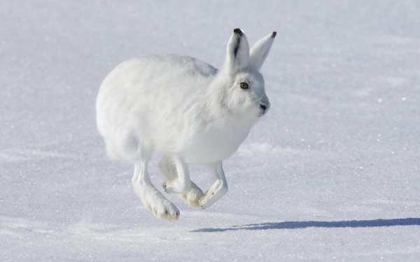 Заяц беляк зимой