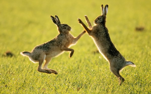 Зайцы играют