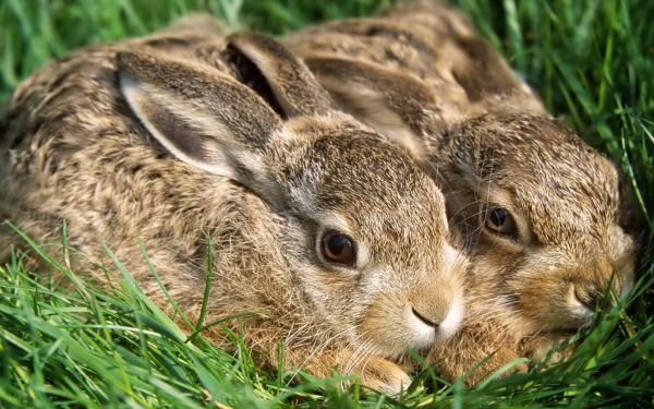 Два зайчонка