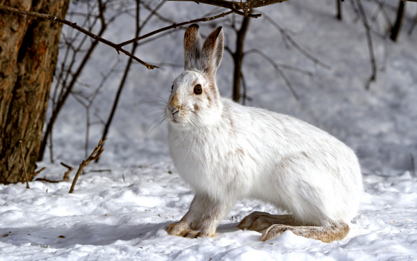 Заяц в зимней шубке