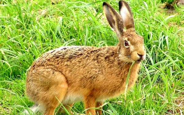 Заяц косит траву на поляне