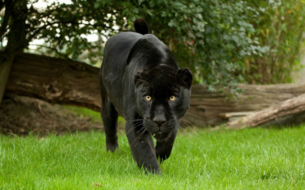 Черная пантера на поляне
