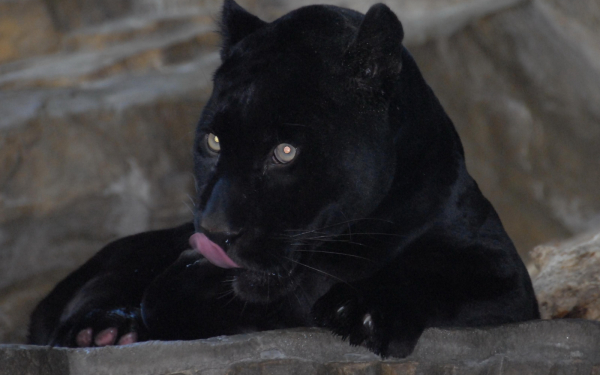 Черная пантера