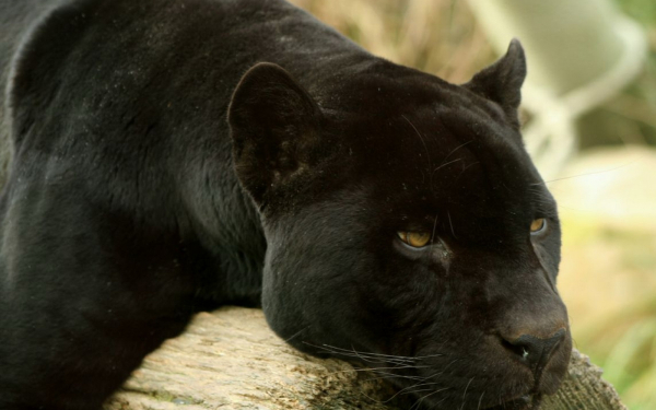 Пантера отдыхает