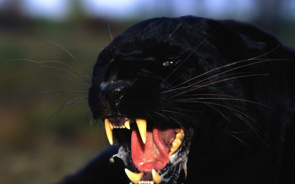 Ярость пантеры