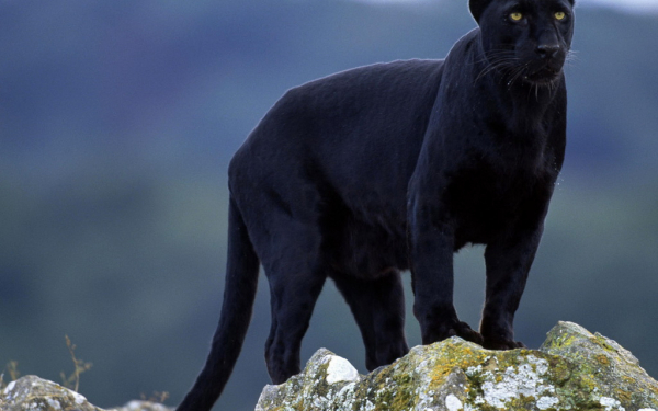 Пантера в горах