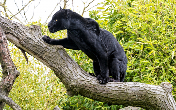 Черная пантера выслеживает добычу
