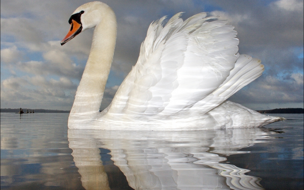 Красивая птица лебедь