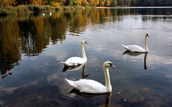 Белые лебеди на речке