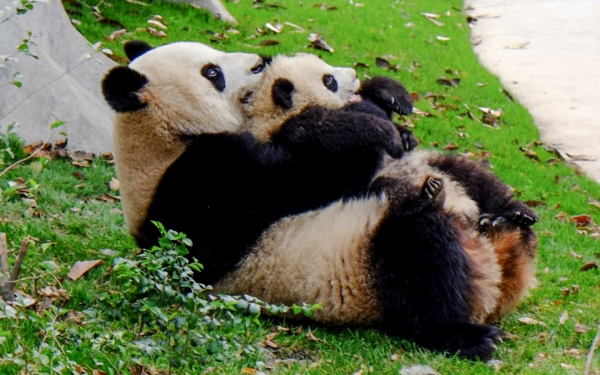 Панды в городе Чунцин