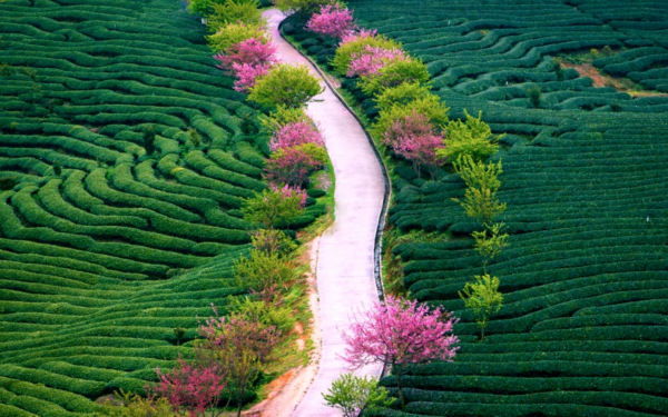 Чайные плантации в провинции Фуцзянь