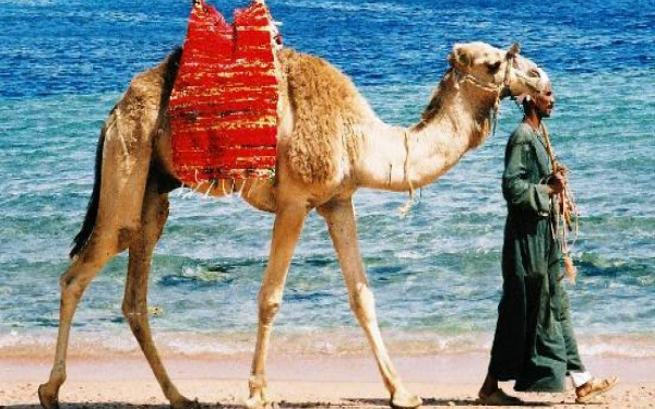 Корабль пустыни на берегу Красного моря