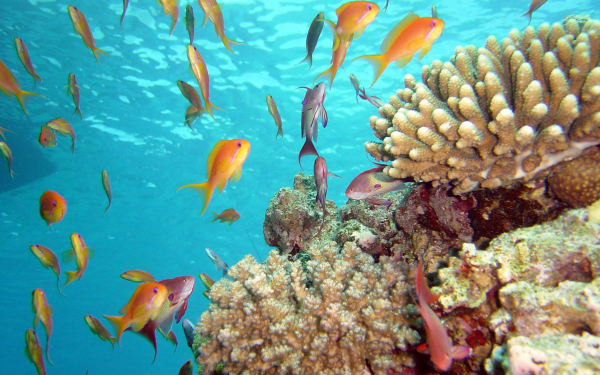 Подводный мир Красного моря