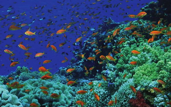 Кораллы Красного моря