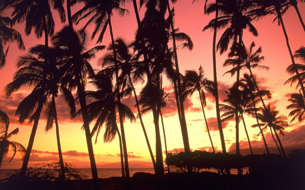 Пальмы на Гавайях