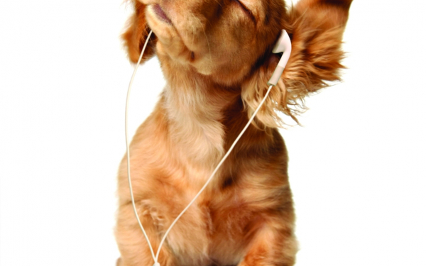 Лохматый  меломан