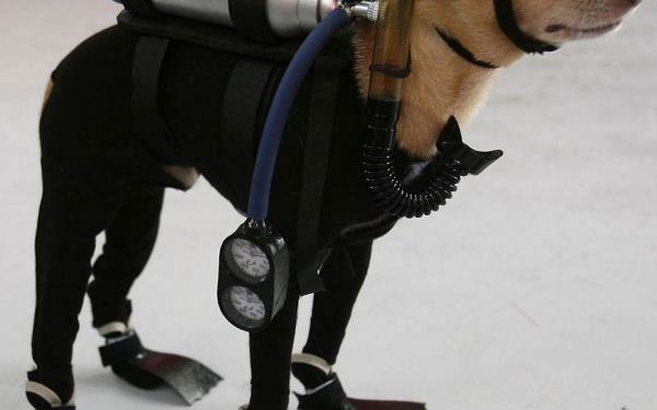 Пес  дайвер