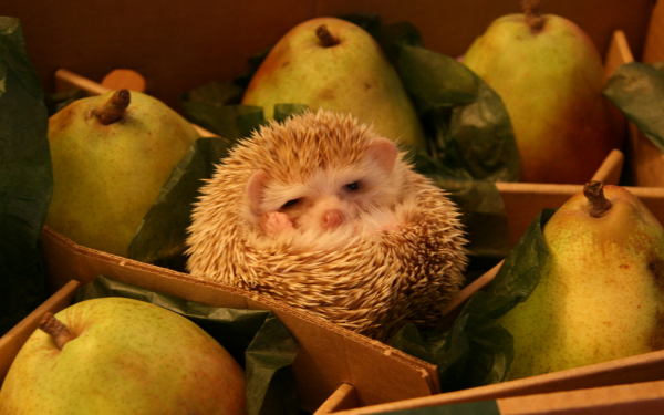 Витамины  надоели