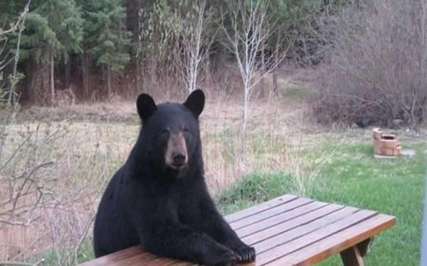 Ждемс  обед