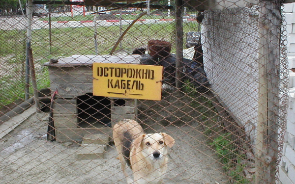 Злая собака