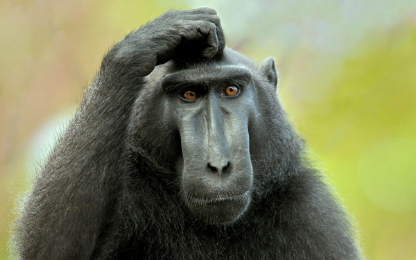 Быть или не быть?