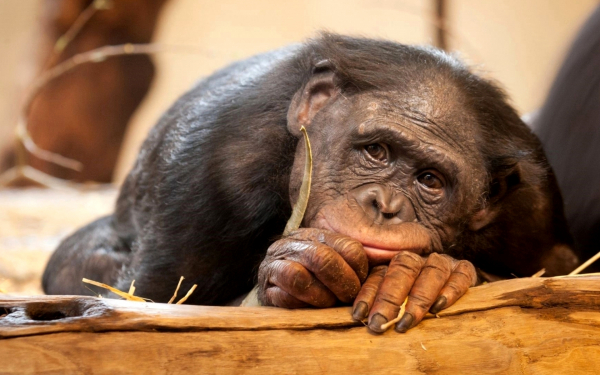 Думы о былом