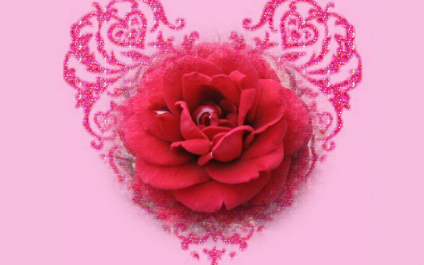 Роза валентинка