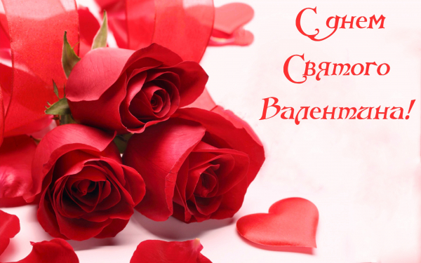 Розы на 14 февраля