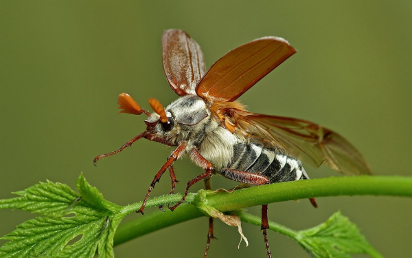 Майский жук в полете