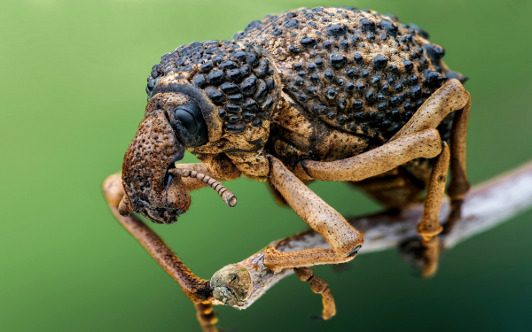 Жук слоник долгоносик