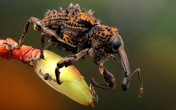 Жук слоник листовой