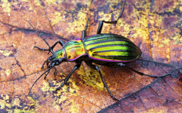 Жужелица садовая