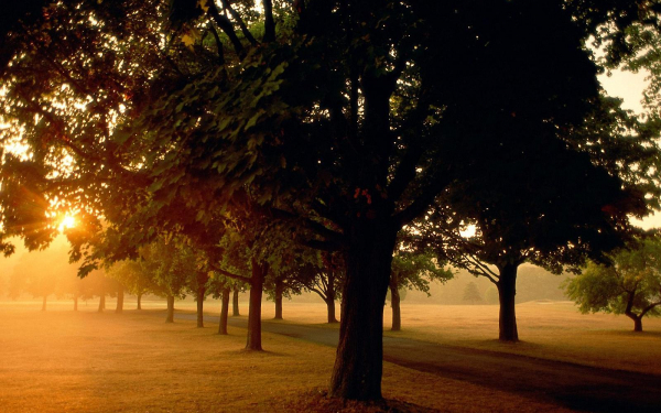 Деревья в парке