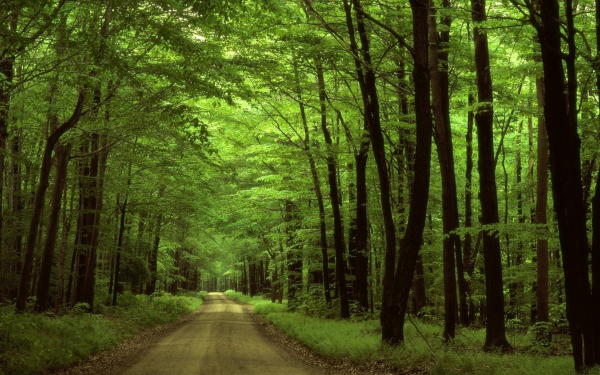 Лесная дорога