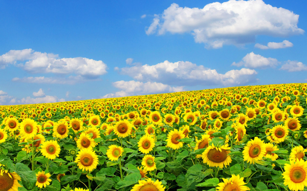 Подсолнухи