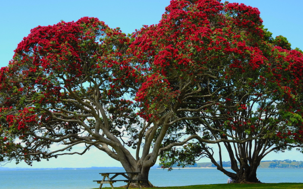 Деревья в цвету
