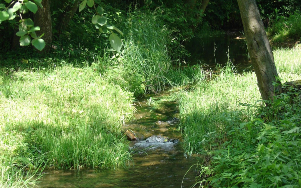 Ручей в лесу