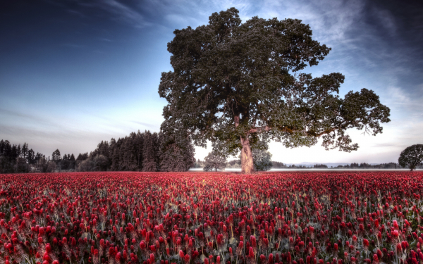 Цветочная поляна