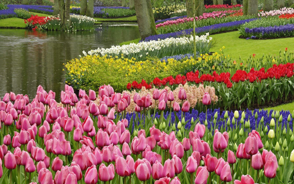 Цветы в парке