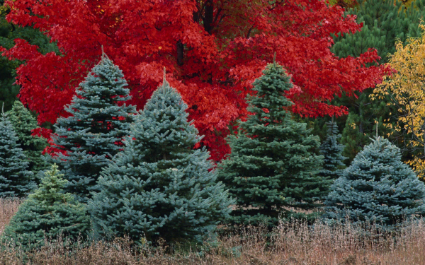 Елки в лесу