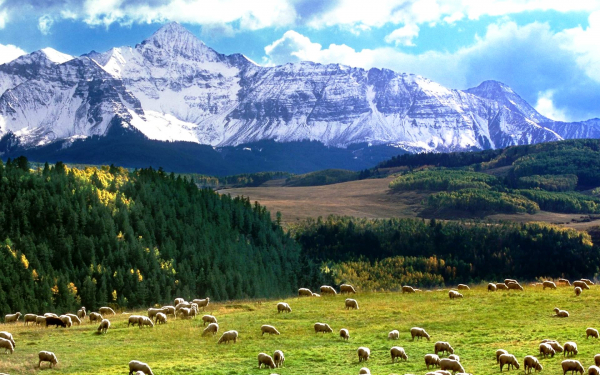 Пастбище в горах