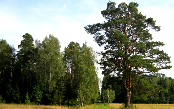 Лесной пейзаж