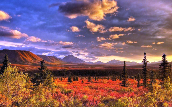 Лесотундра