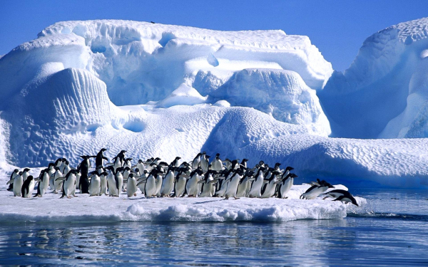 Аборигены Антарктиды