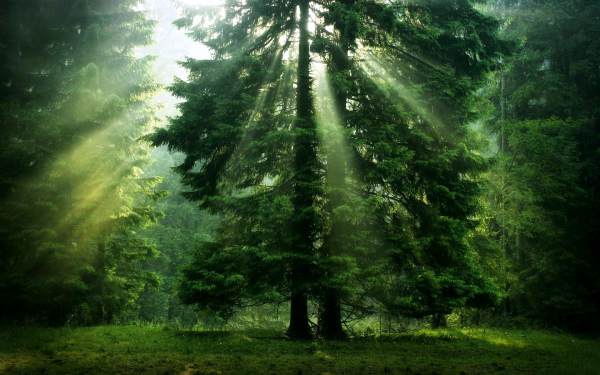 Солнце в лесу